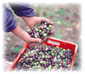 Olive raccolte a mano  dagli alberi della nostra produzione